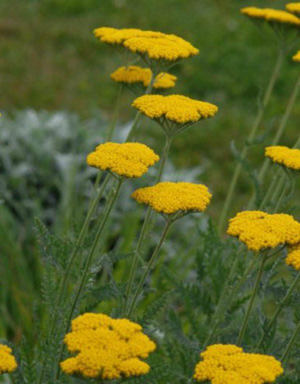 Achillea filipendulina (Eğreltiotu Yaprağı Civanperçemi)