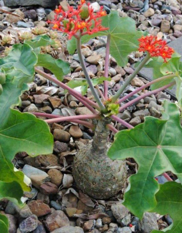 Jatropha podagrica (Buddha Göbek Bitkisi) Etli