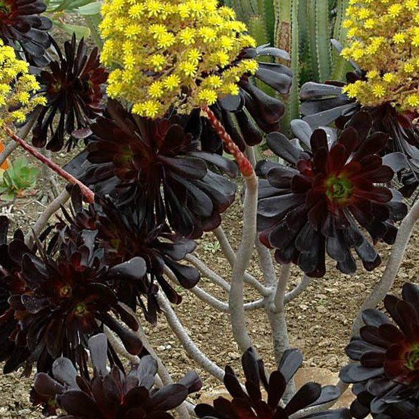 Aeonium arboreum 'Siyah Baş'