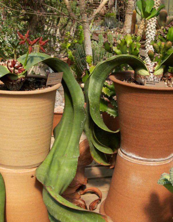 Welwitschia Sukulent için Nasıl Büyüme ve Bakım Yapılır