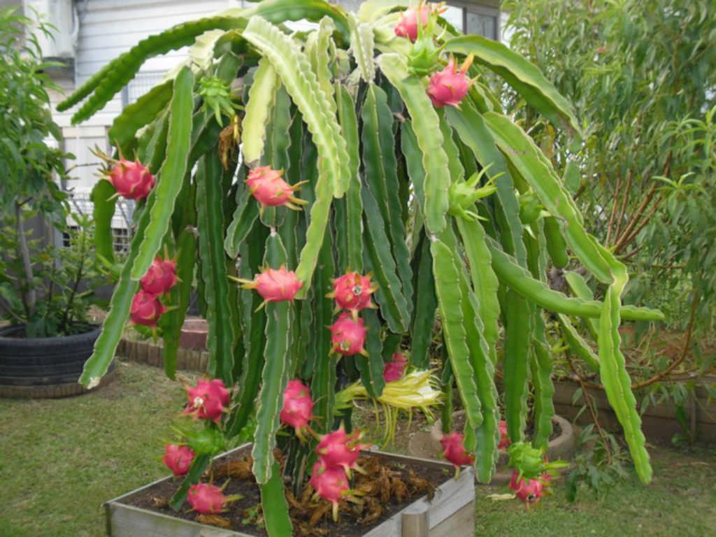 Cactaceae (Dragon Meyvesi) Sukulent