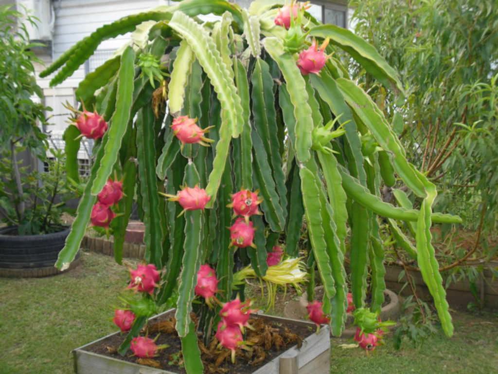 Cactaceae (Dragon Meyvesi) Sukulent - Trkiye nin Sukulent ve Kakts  Marketi!