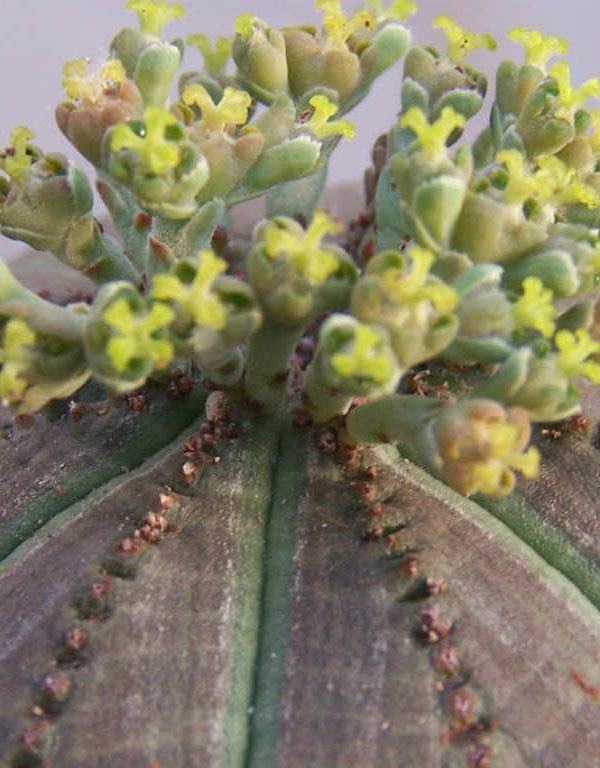 Euphorbia obesa (Beyzbol Fabrikası)
