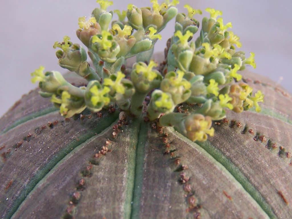 Euphorbia obesa (Beyzbol Fabrikası)