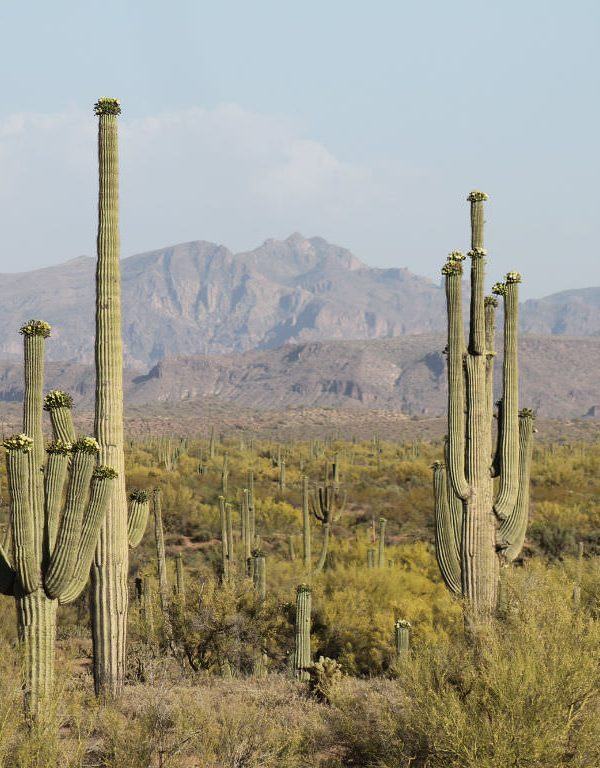 Saguaro (Carnegiea gigantea) Sukulent için Nasıl Büyümek ve Bakım Yapılır