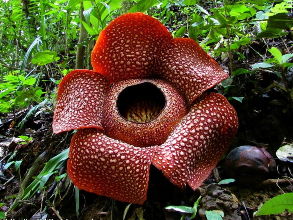 Rafflesia arnoldii (Ceset Çiçeği)