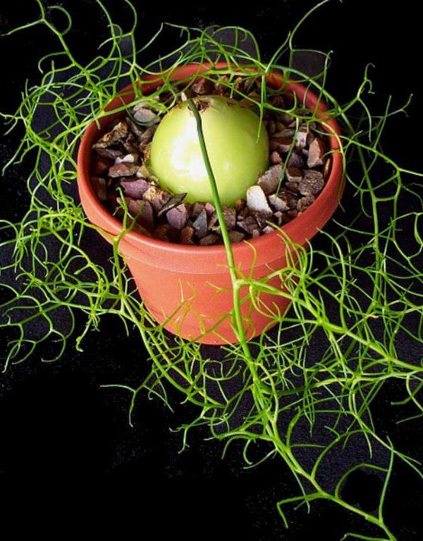 Tırmanan Soğan (Bowiea volubilis) Sukulent Nasıl Yetiştirilir ve Bakımı