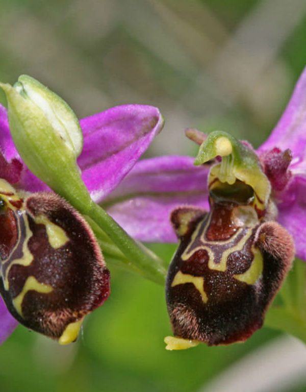 Ophrys apifera (Arı Orkide)