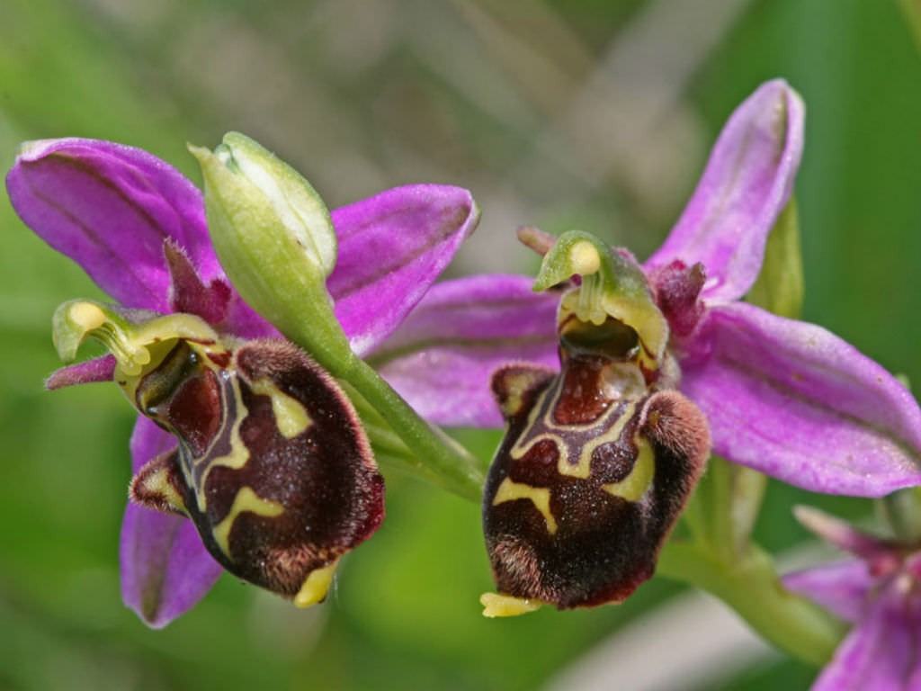 Ophrys apifera (Arı Orkide)