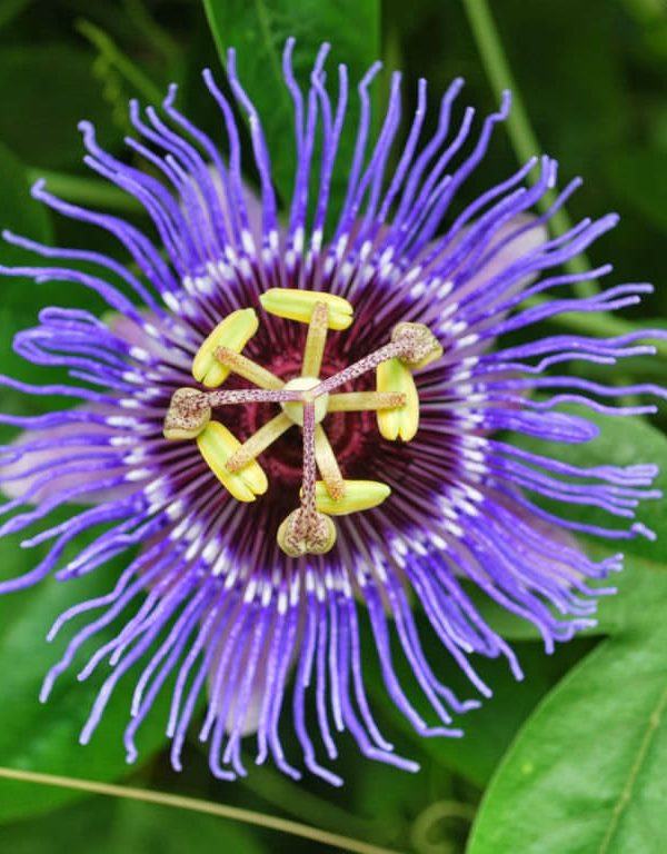 Incarnate Passion Flower (Purple Passion Flower)