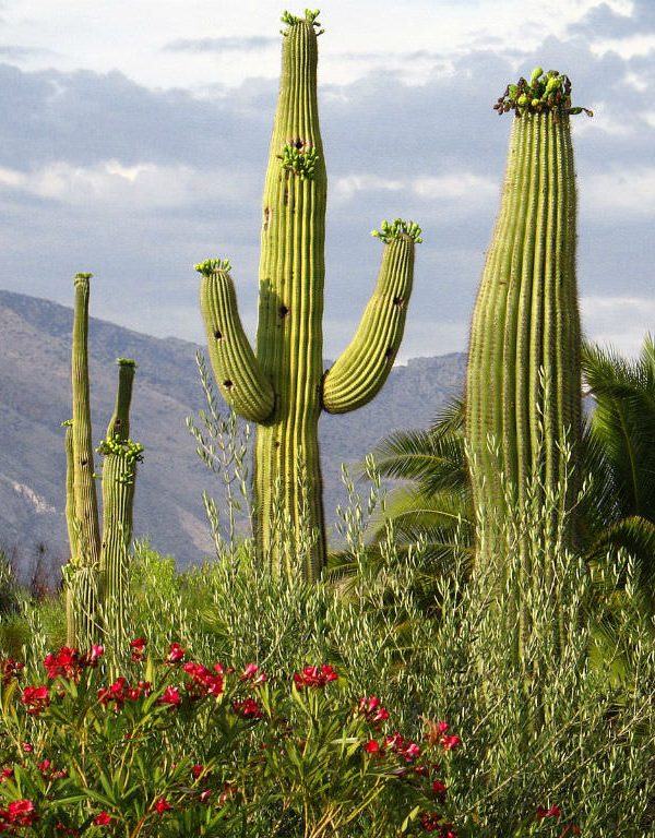 Carnegiea gigantea (Saguaro) Sukulent