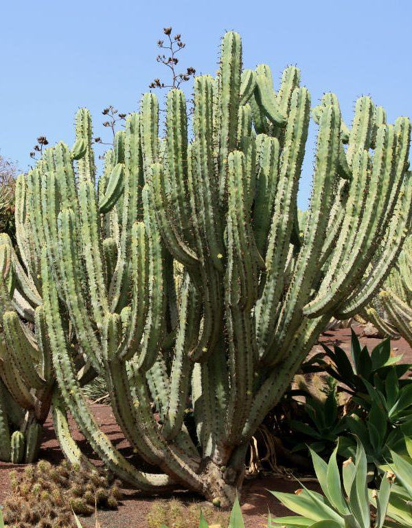 Myrtillocactus Sukulent için Nasıl Büyüme ve Bakım Yapılır