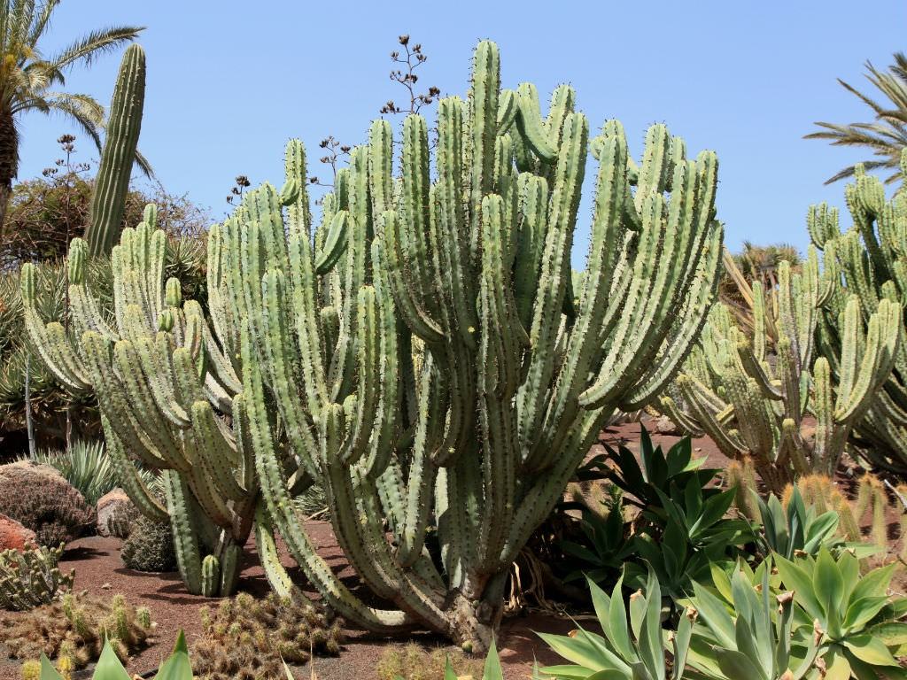 Myrtillocactus Sukulent için Nasıl Büyüme ve Bakım Yapılır