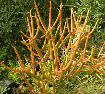 Euphorbia tirucalli 'Rosea' (Ateş Çubukları) Etli
