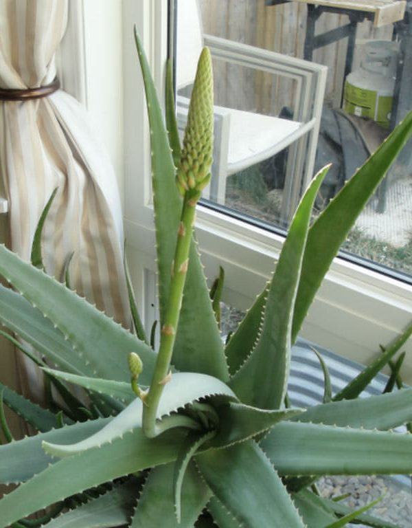 Kapalı Aloe Vera Bitkinizi Bloom Sukulent'e Dönüştürmenin Püf Noktaları
