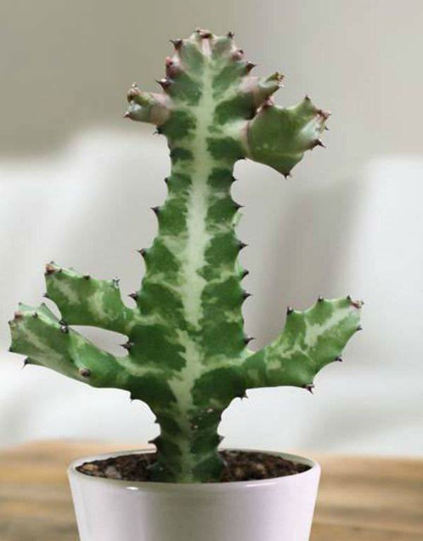 Euphorbia lactea (Dragon Bones Tree) Sukulent