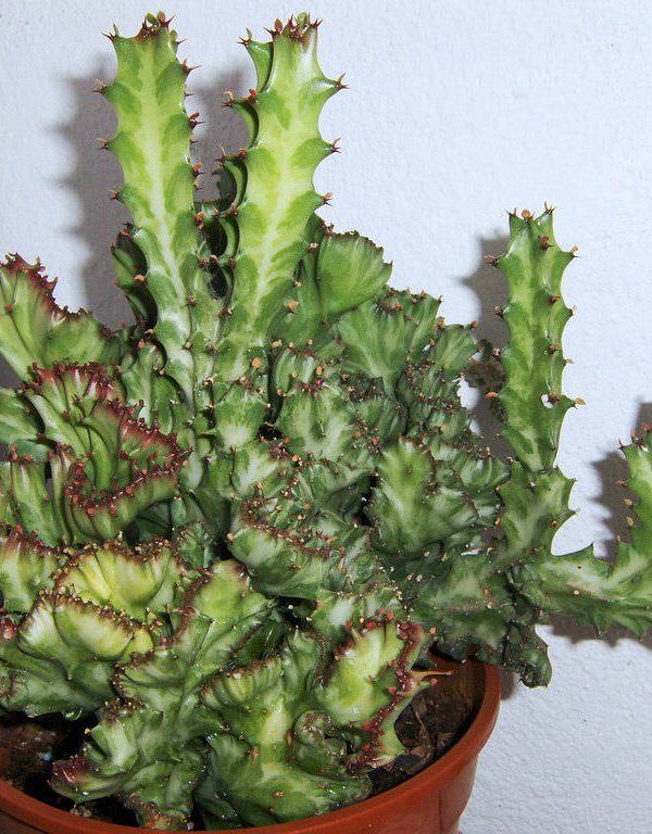 Euphorbia lactea 'Cristata' (Tepeli Elkhorn) Etli