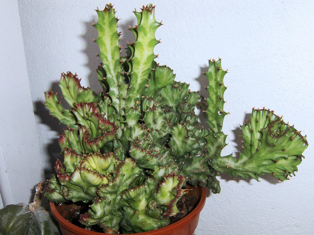 Euphorbia lactea 'Cristata' (Tepeli Elkhorn) Etli