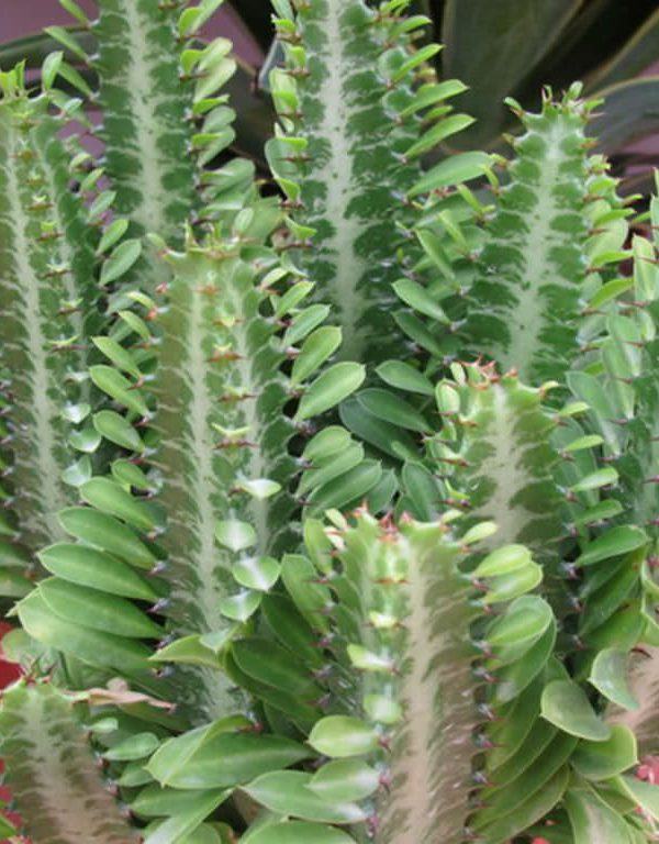 Euphorbia trigona (Afrika Süt Ağacı) Etli