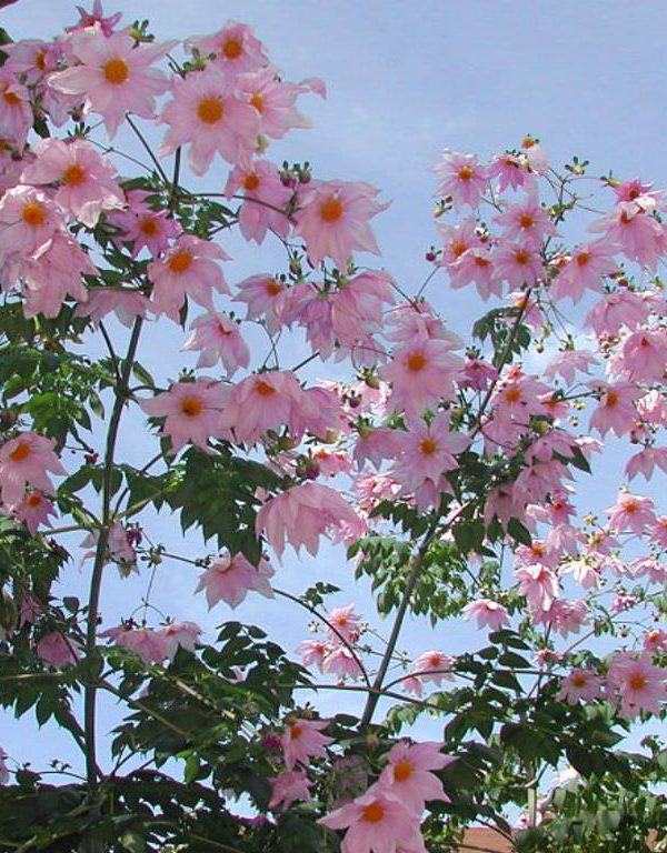 Dahlia imperialis (Çan Ağacı Dahlia)