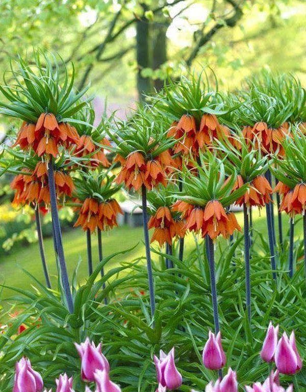 Fritillaria imperialis (Kraliyet Kraliyet)