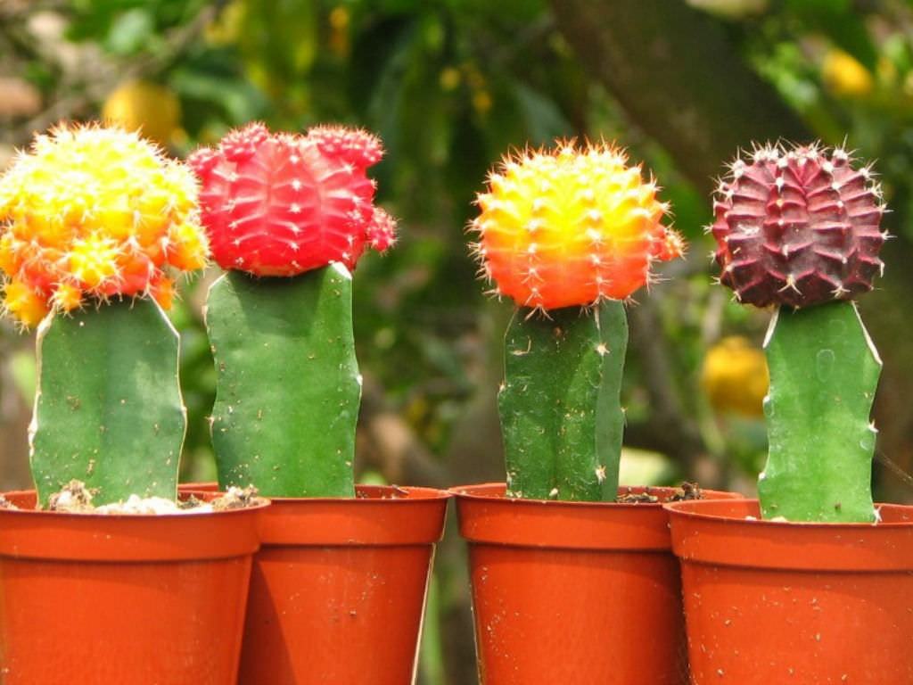 Echinopsis pachanoi. Цереус перуанский монстрозный. Кактус цереус змеевидный. Какая форма кактуса. Какая форма кактуса.