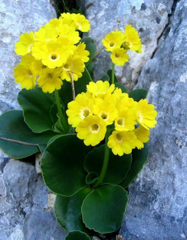 Primrose Çiçeği (Auricula Primrose)