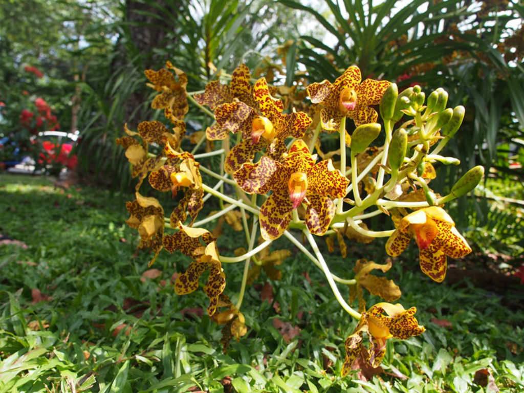 Grammatophyllum speciosum (Kaplan Orkide)