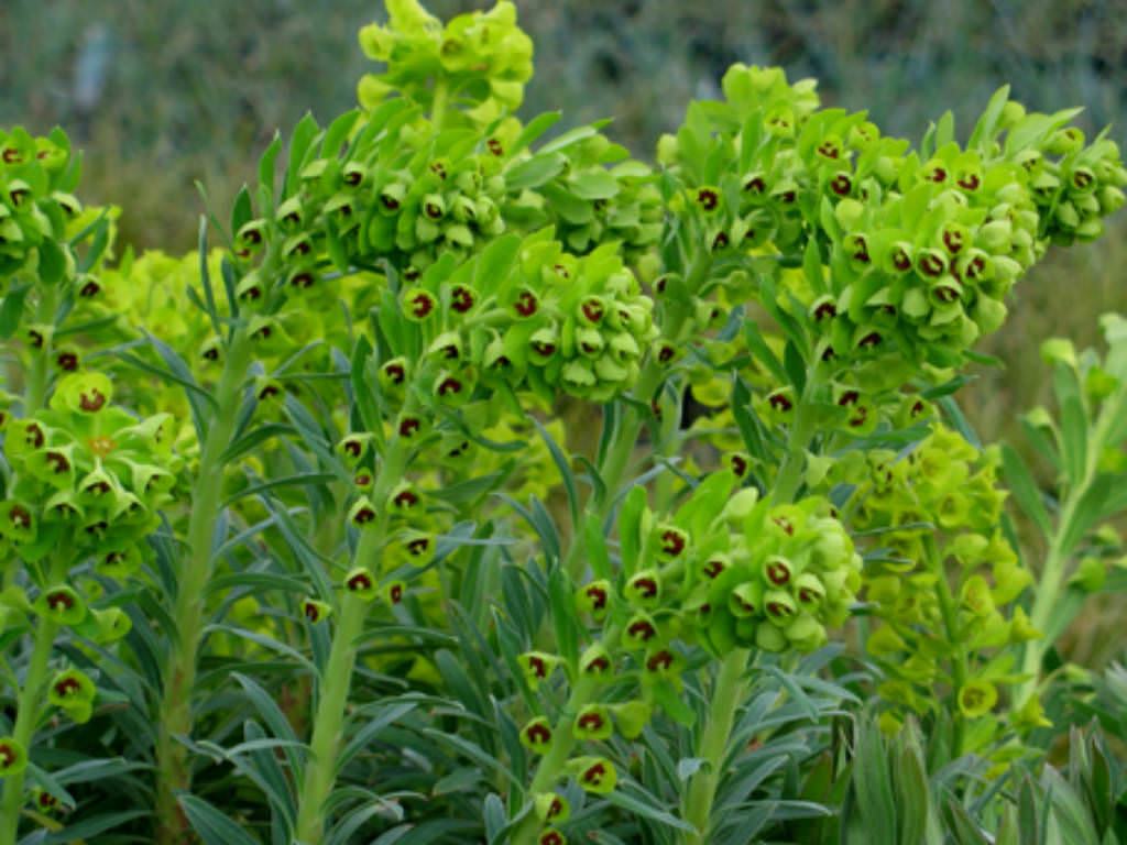 Euphorbia characias (Mediterranean Spurge) Etli