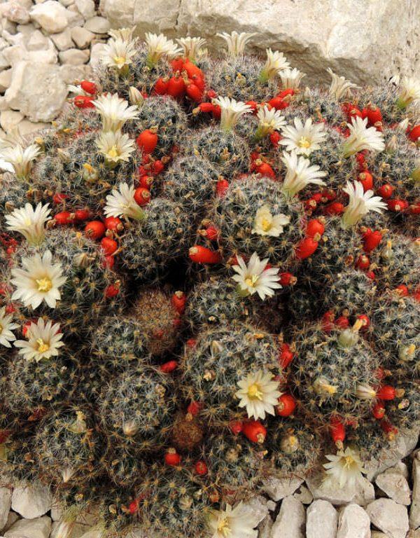 Mammillaria prolifera (Texas Nipple Cactus) Etli