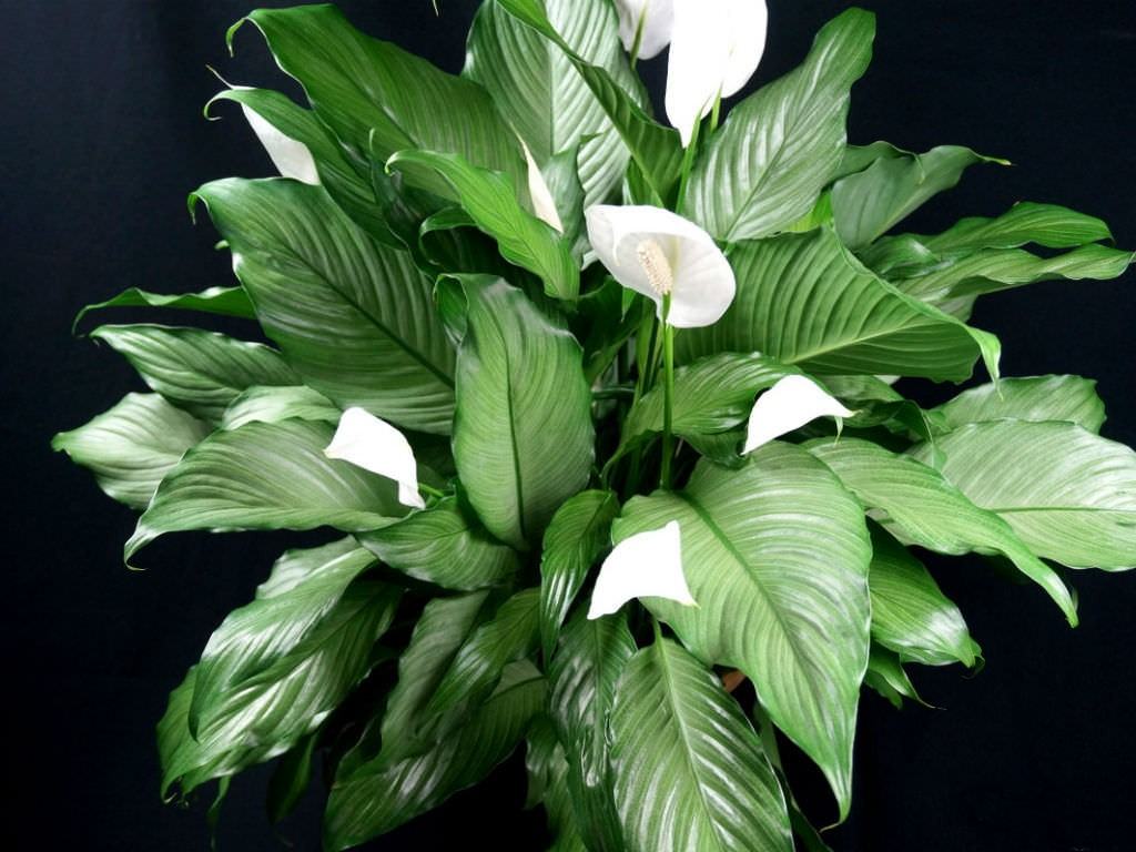 Barış Zambakları Nasıl Büyür ve Bakımı (Spathiphyllum)