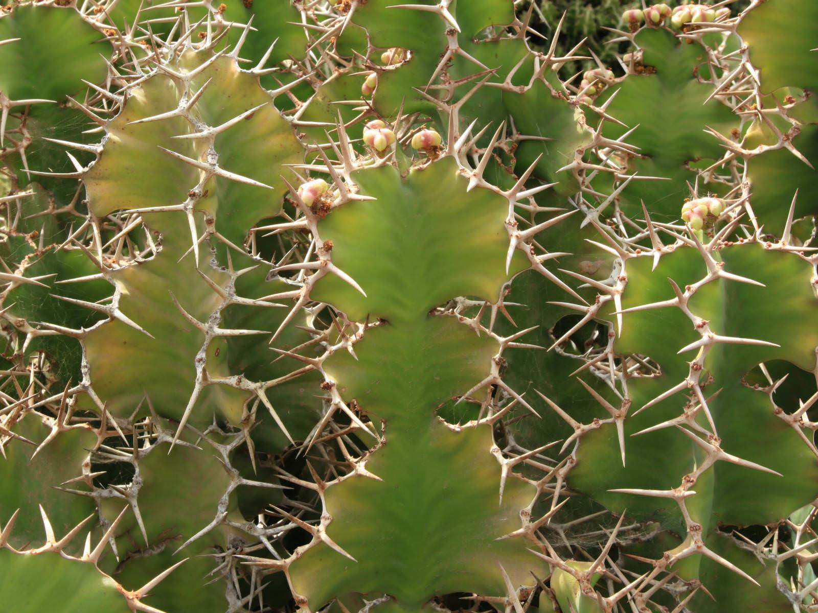 Euphorbia grandicornis (İnek Boynuzu) Sukulent