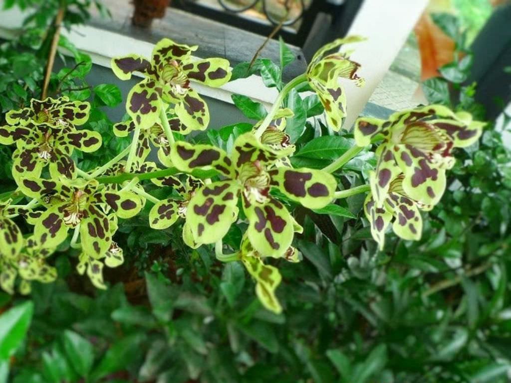 Grammatophyllum yazılı (Bell Orchid)