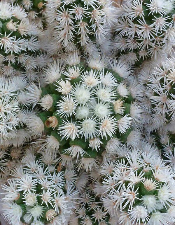 Mammillaria eski ssp. 'Snow Arizona Snowcap' Sukulent