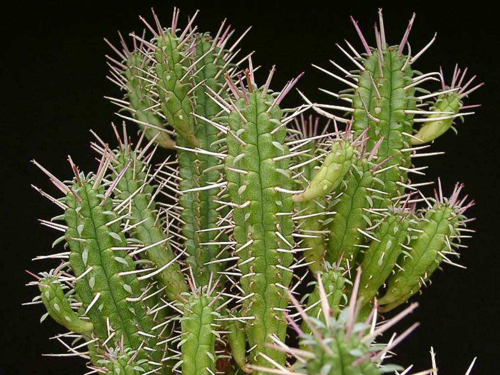 Euphorbia submamillaris Sukulent