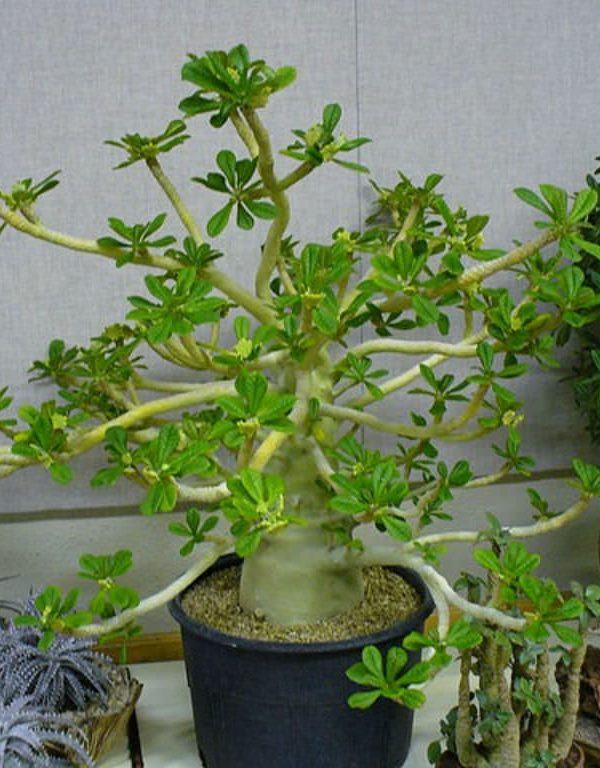 Dorstenia gigas (Socotran İncir Ağacı) Sukulent