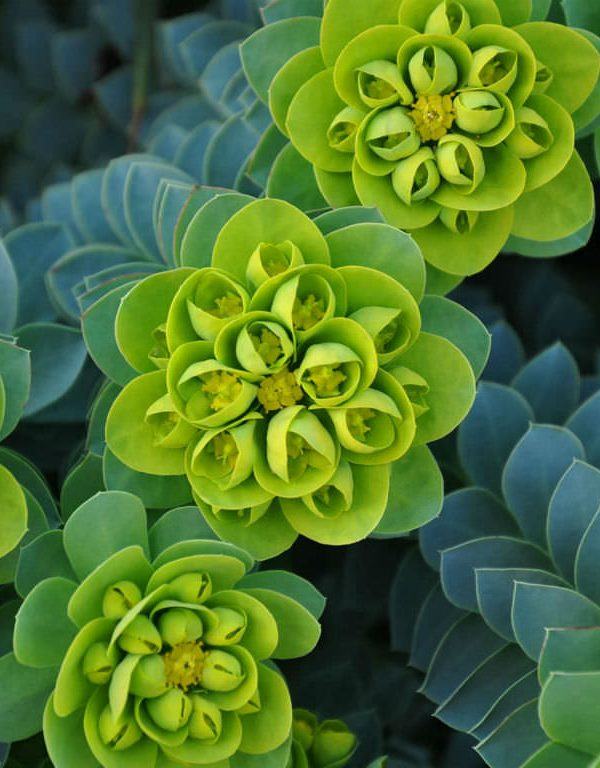 Euphorbia mirsinitleri (Myrtle Spurge)
