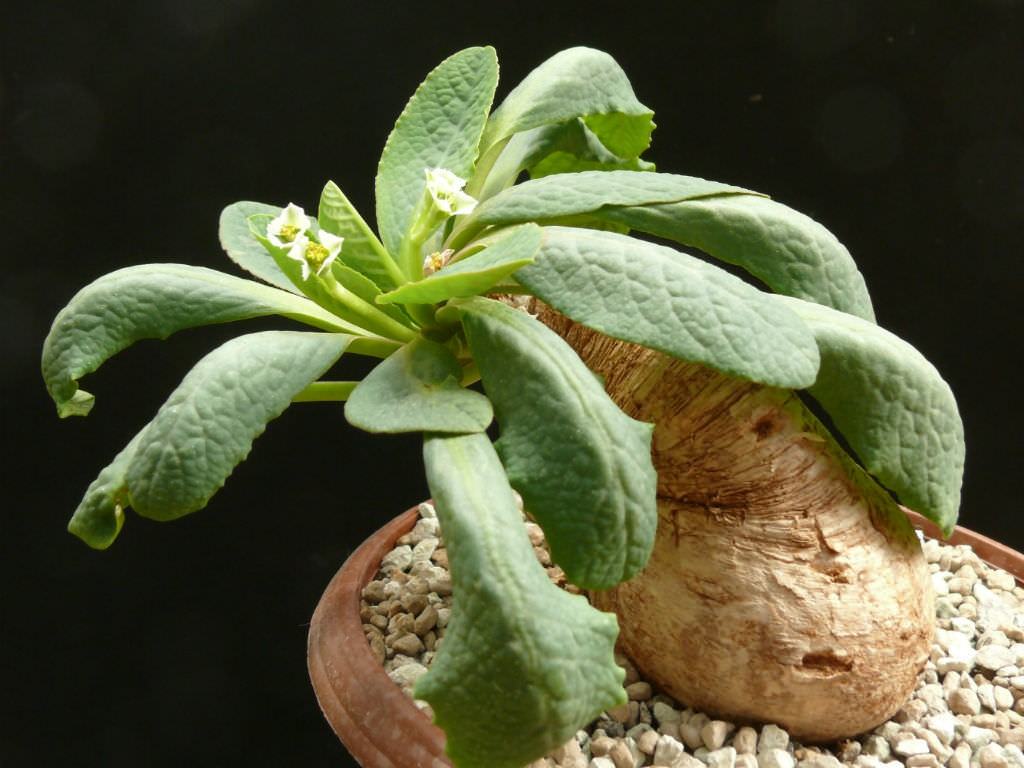 Euphorbia primulifolia Sukulent