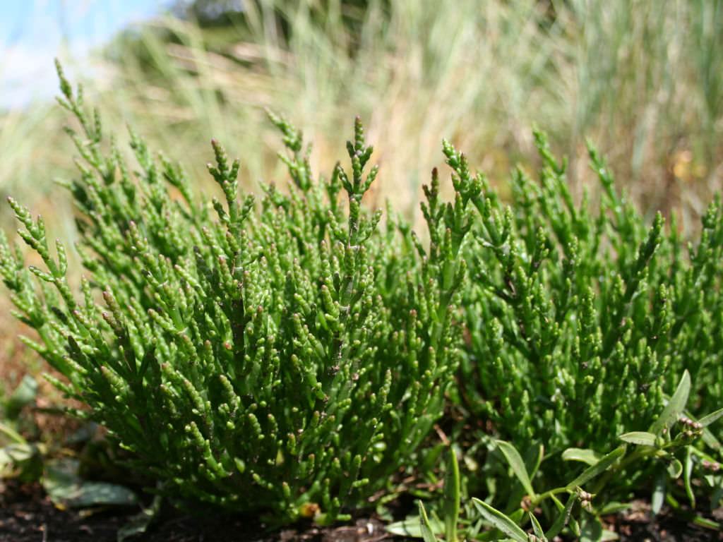 Salicornia europaea (Ortak Biber Otu) Sukulent