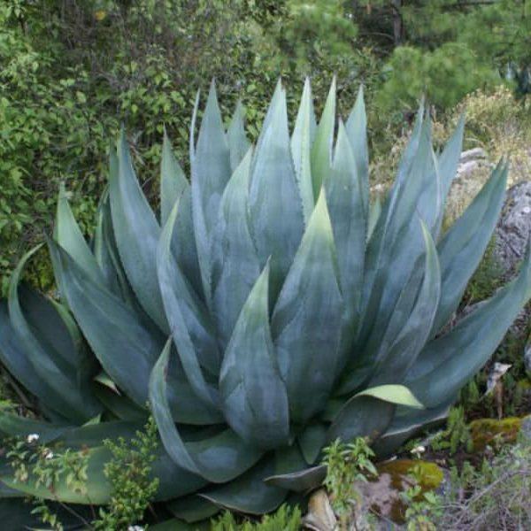 Agave atrovirens (Pulque Agave) Sukulent