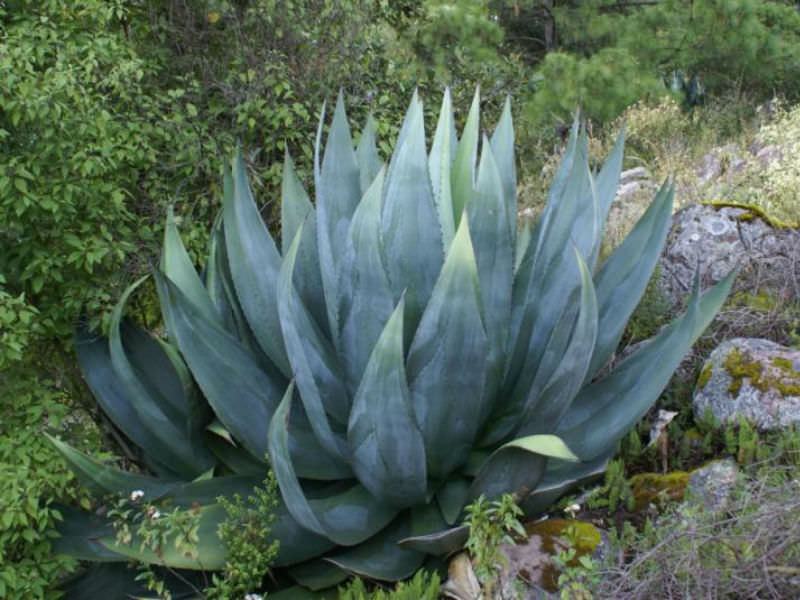 Agave atrovirens (Pulque Agave) Sukulent