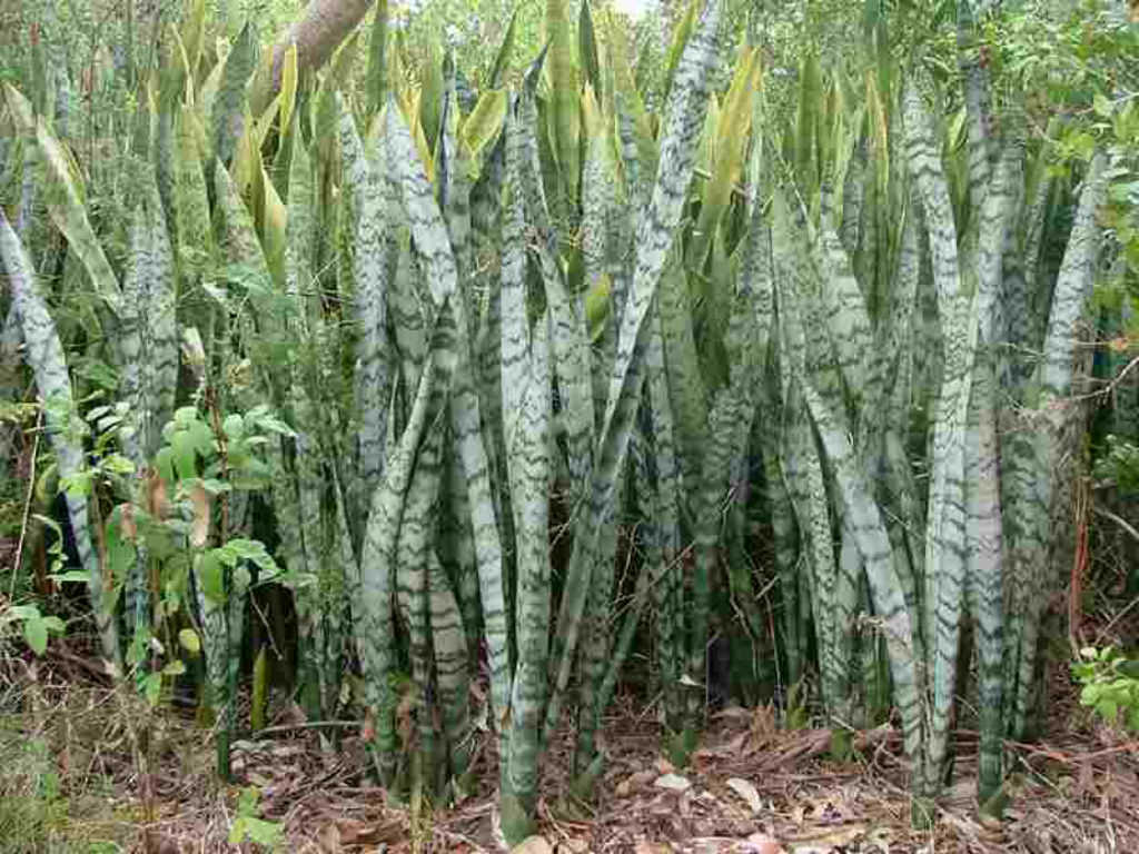Sansevieria trifasciata (Ylan Bitkisi) Sukulent - Trkiye nin Sukulent ve  Kakts Marketi!