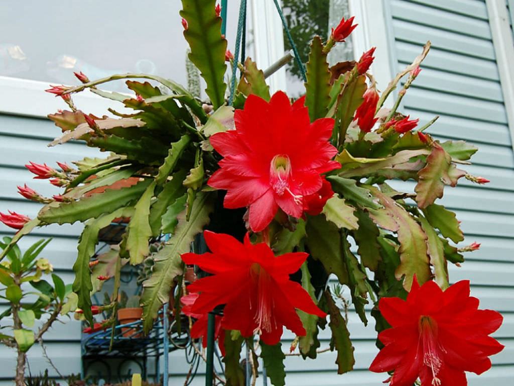 Disocactus ackermannii (kırmızı orkide kaktüsü) Sukulent