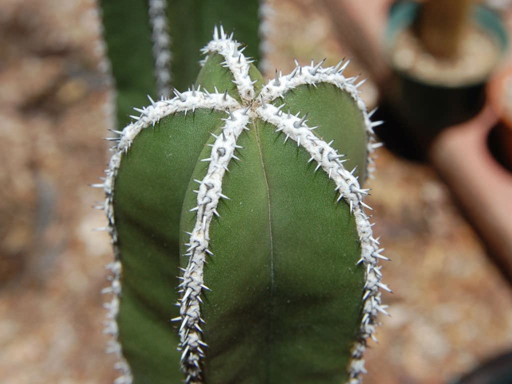 Pachycereus marginatus (Mexican Fence Post Cactus) Etli