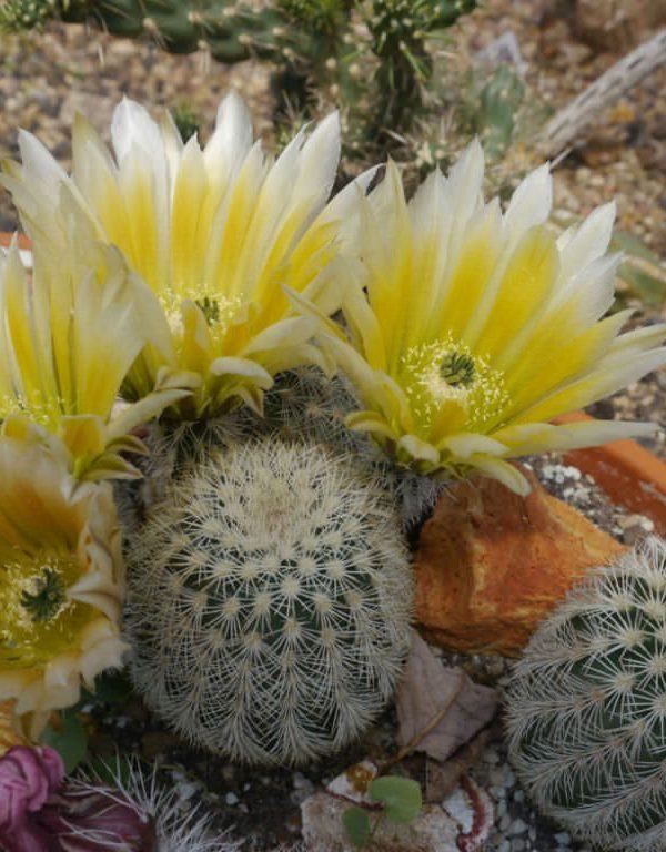 Echinocereus dasyacanthus (Texas Rainbow Cactus) Sukulent
