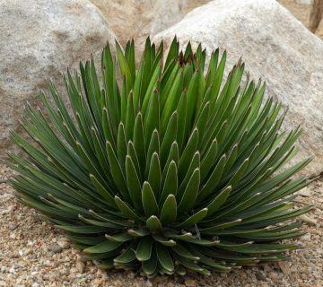 Agave ocahui (Ocahui Yüzyıl Bitki) Sukulent