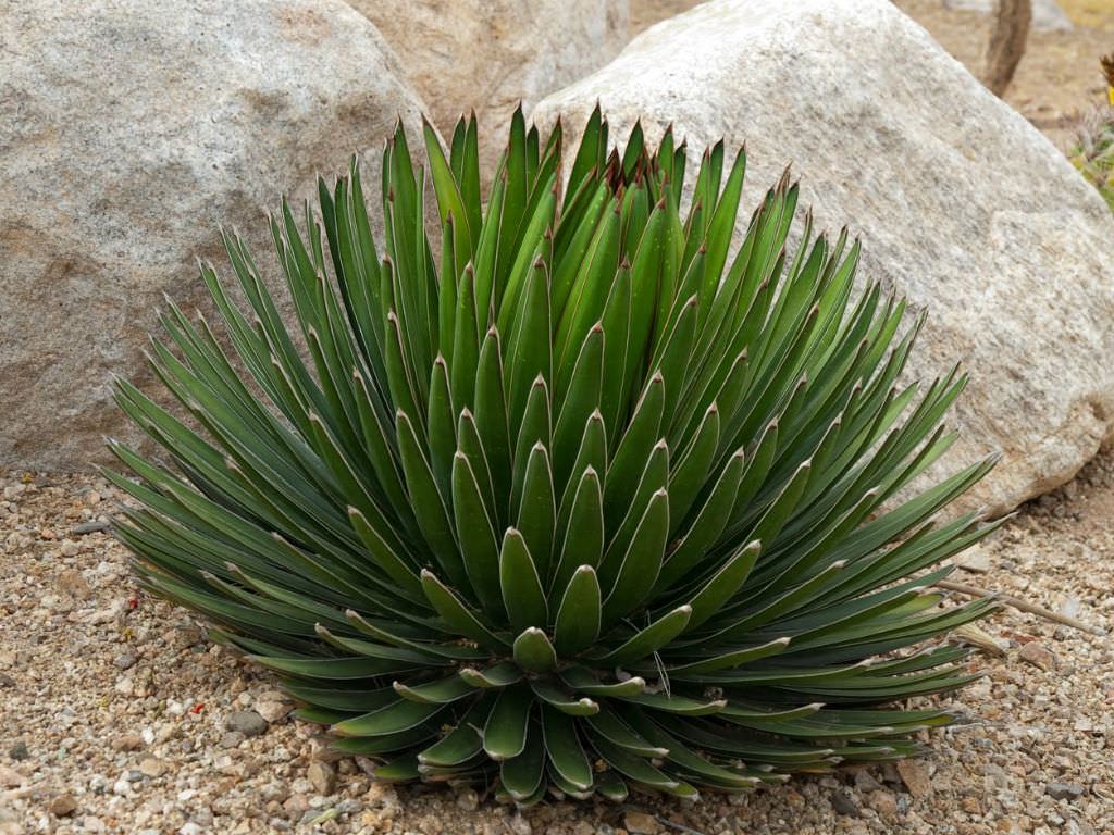 Agave ocahui (Ocahui Yzyl Bitki) Sukulent - Trkiye nin Sukulent ve  Kakts Marketi!