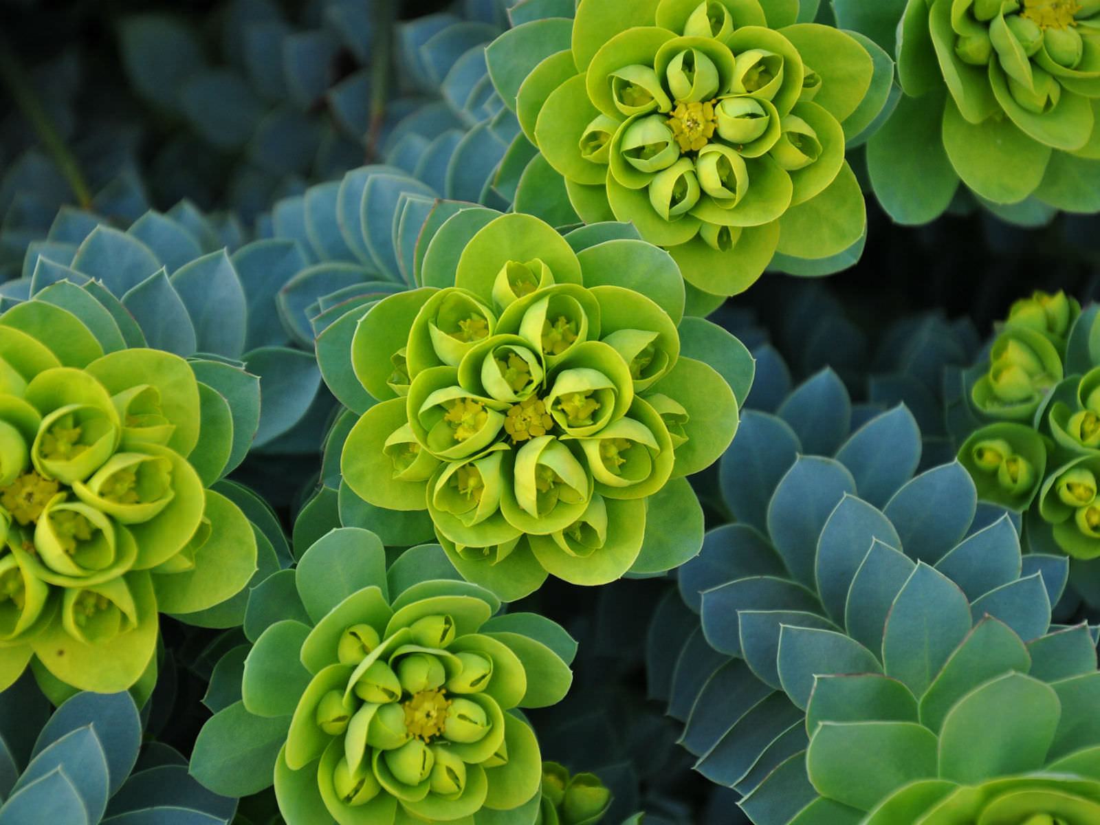 Euphorbia myrsinites (Myrtle Spurge) Sukulent