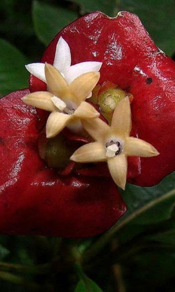 Psychotria elata (Sıcak Dudaklar)