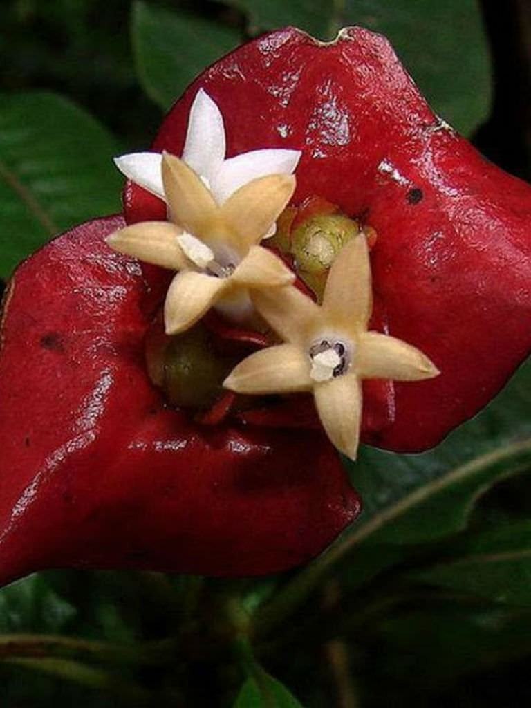 Psychotria elata (Sıcak Dudaklar)
